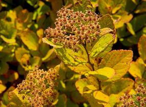 Tavolník břízolistý 'Pink Sparkler' - Spiraea betulifolia 'Pink Sparkler'