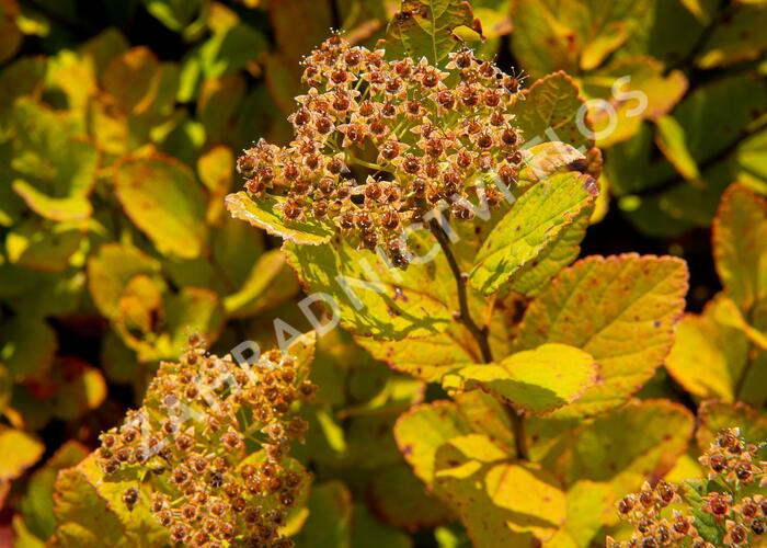 Tavolník břízolistý 'Pink Sparkler' - Spiraea betulifolia 'Pink Sparkler'