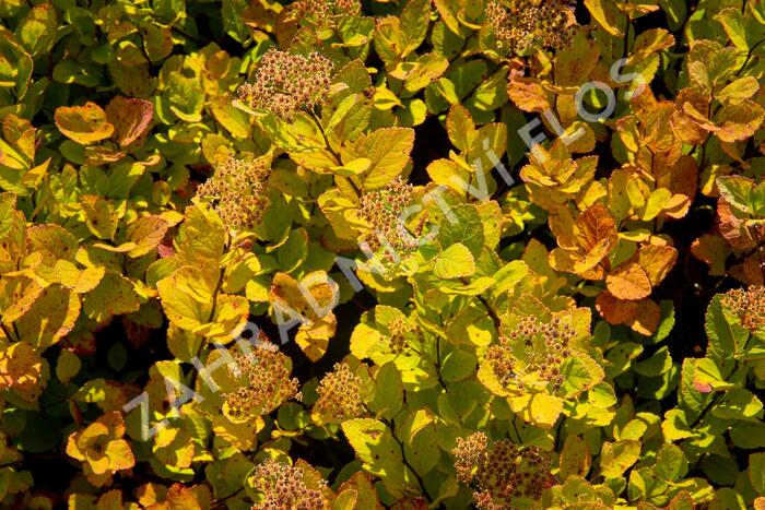 Tavolník břízolistý 'Pink Sparkler' - Spiraea betulifolia 'Pink Sparkler'