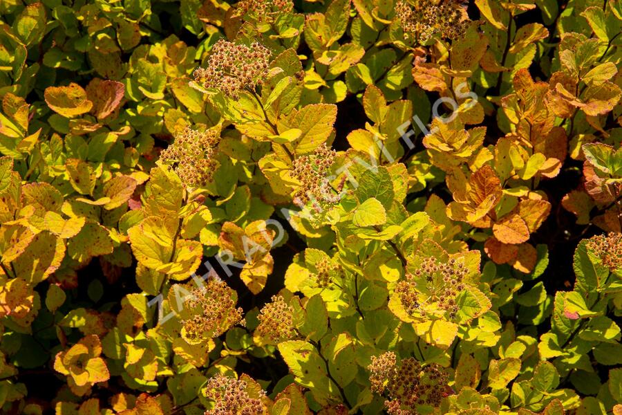 Tavolník břízolistý 'Pink Sparkler' - Spiraea betulifolia 'Pink Sparkler'