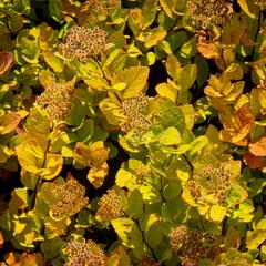 Tavolník břízolistý 'Pink Sparkler' - Spiraea betulifolia 'Pink Sparkler'