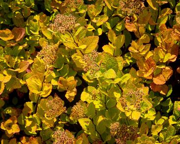 Tavolník břízolistý 'Pink Sparkler'