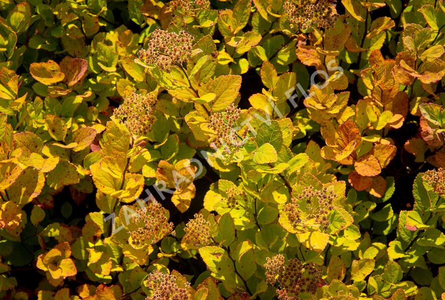 Tavolník břízolistý 'Pink Sparkler' - Spiraea betulifolia 'Pink Sparkler'