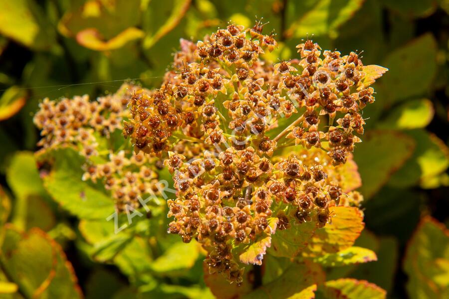 Tavolník břízolistý 'Pink Sparkler' - Spiraea betulifolia 'Pink Sparkler'