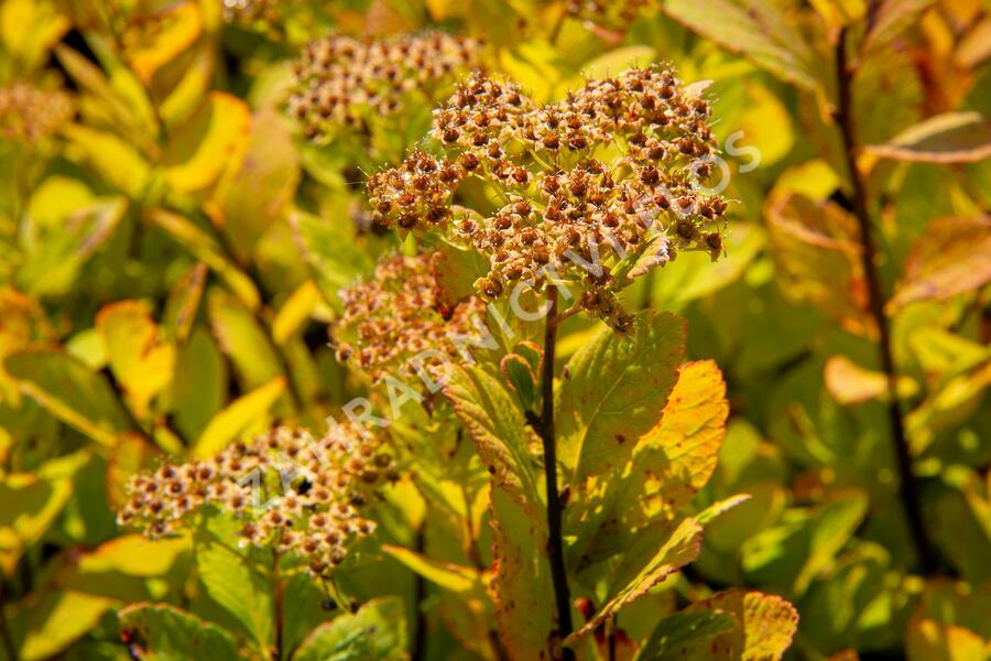 Tavolník břízolistý 'Pink Sparkler' - Spiraea betulifolia 'Pink Sparkler'