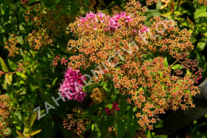 Tavolník japonský 'Country Red' - Spiraea japonica 'Country Red'