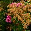 Tavolník japonský 'Country Red' - Spiraea japonica 'Country Red'