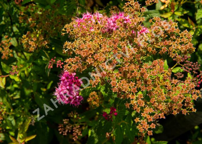 Tavolník japonský 'Country Red' - Spiraea japonica 'Country Red'