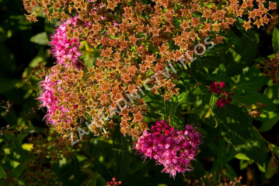 Tavolník japonský 'Country Red' - Spiraea japonica 'Country Red'