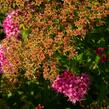 Tavolník japonský 'Country Red' - Spiraea japonica 'Country Red'