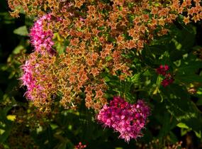 Tavolník japonský 'Country Red' - Spiraea japonica 'Country Red'