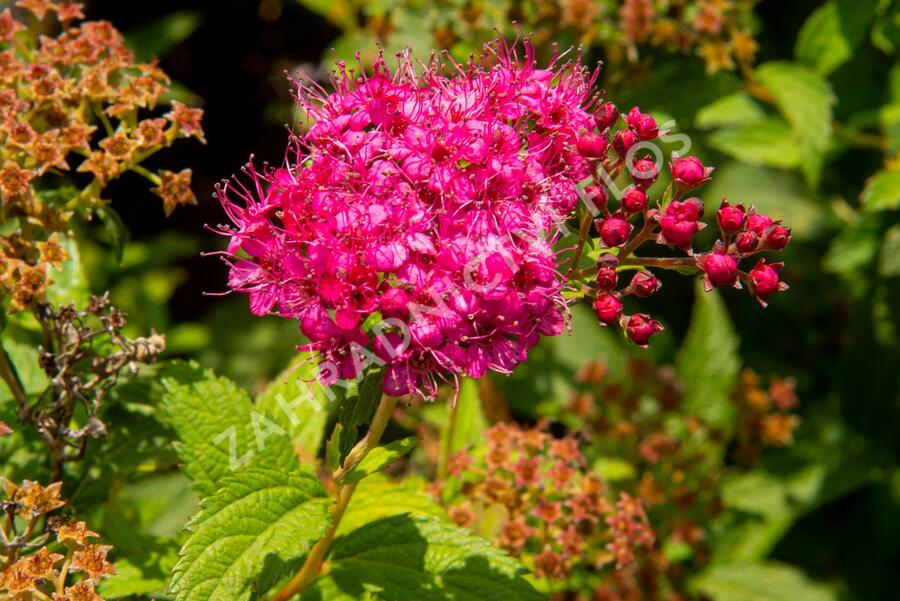 Tavolník japonský 'Country Red' - Spiraea japonica 'Country Red'