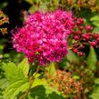 Tavolník japonský 'Country Red' - Spiraea japonica 'Country Red'