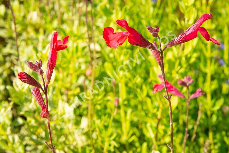 Šalvěj broskvová 'Peach' - Salvia greggii 'Peach'