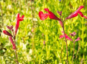 Šalvěj Greggova 'Peach' - Salvia greggii 'Peach'