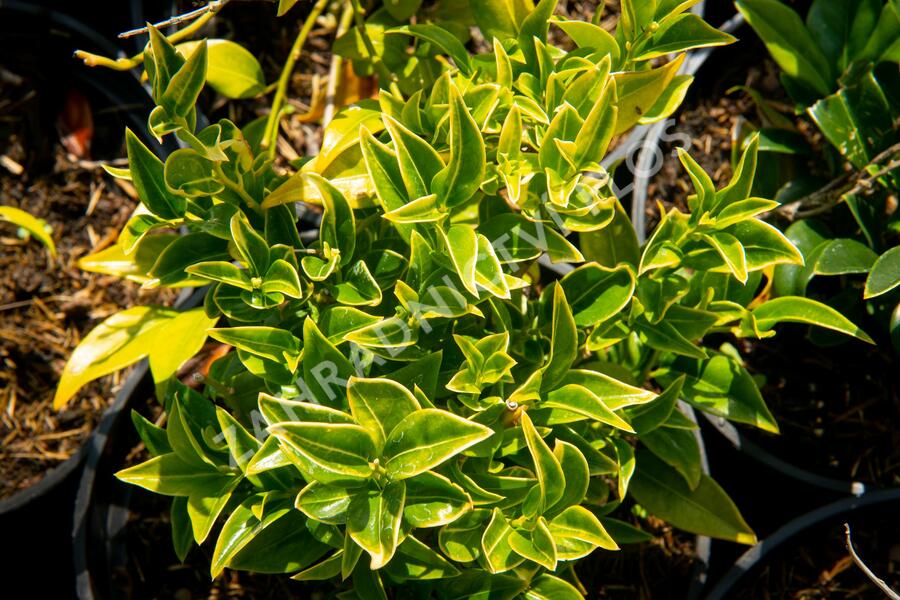 Masoplodka pomíchaná - Sarcococca confusa