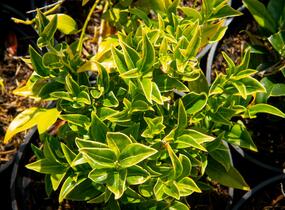Masoplodka pomíchaná - Sarcococca confusa