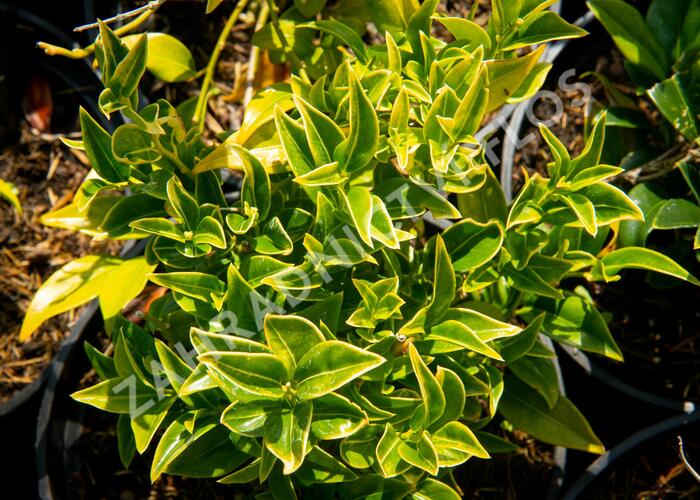 Masoplod - Sarcococca confusa