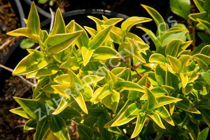 Masoplodka pomíchaná - Sarcococca confusa