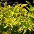 Masoplodka pomíchaná - Sarcococca confusa