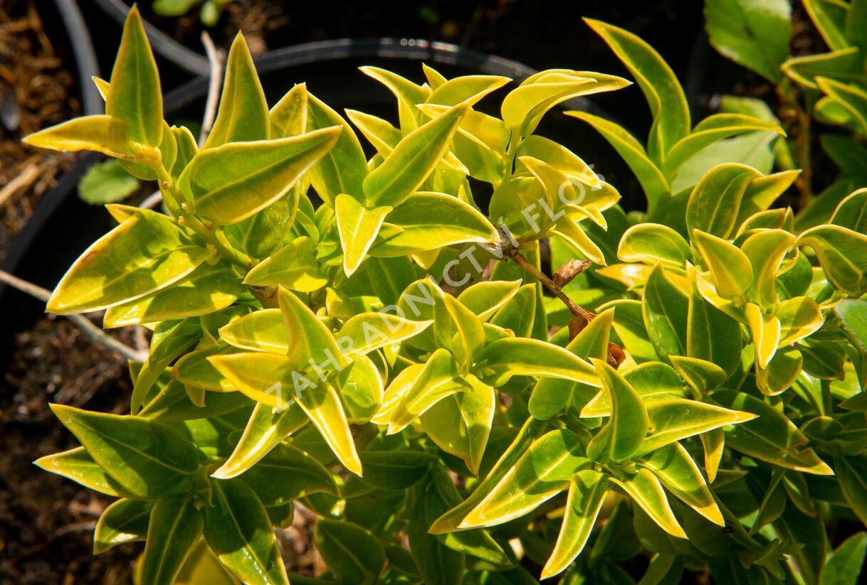 Masoplodka pomíchaná - Sarcococca confusa