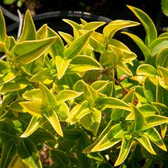 Masoplodka pomíchaná - Sarcococca confusa