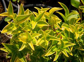 Masoplodka pomíchaná - Sarcococca confusa