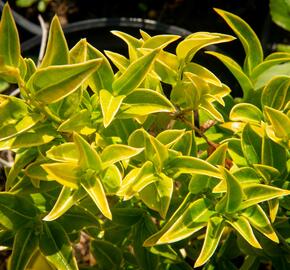 Masoplodka pomíchaná - Sarcococca confusa