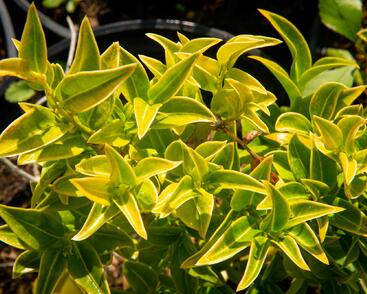 Masoplodka pomíchaná