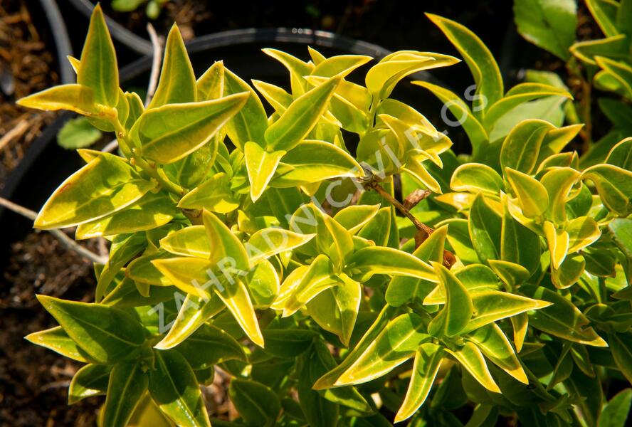 Masoplodka pomíchaná - Sarcococca confusa