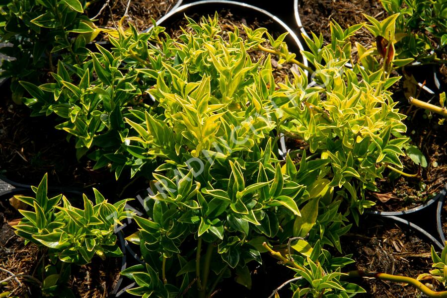 Masoplodka pomíchaná - Sarcococca confusa