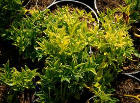 Masoplodka pomíchaná - Sarcococca confusa