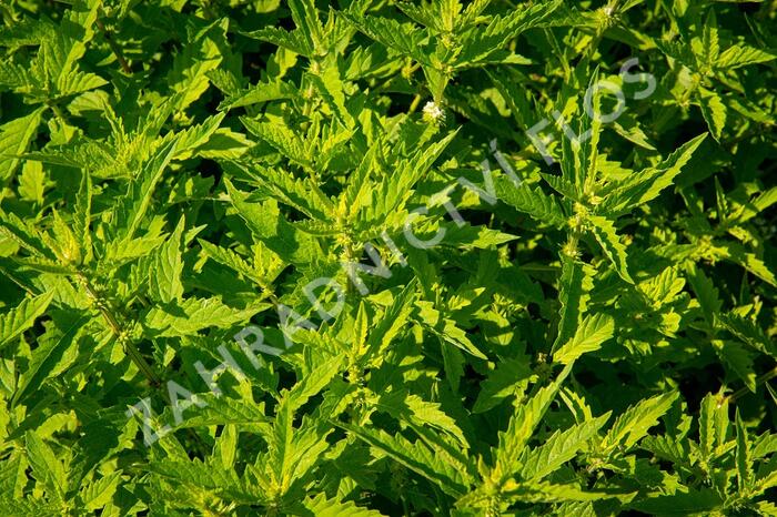 Karbinec evropský - Lycopus europaeus