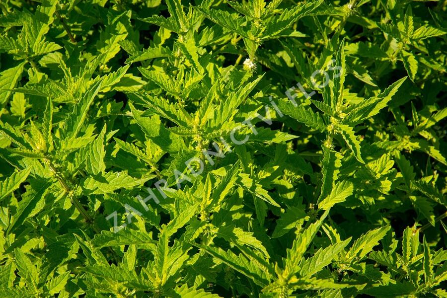 Karbinec evropský - Lycopus europaeus