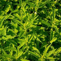 Karbinec evropský - Lycopus europaeus