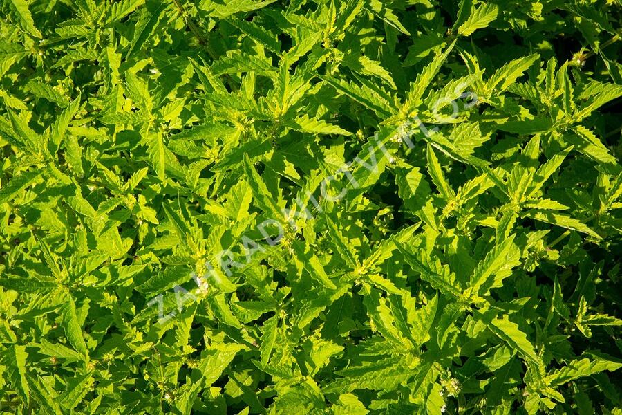 Karbinec evropský - Lycopus europaeus