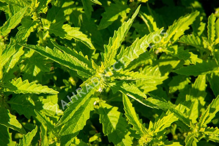 Karbinec evropský - Lycopus europaeus