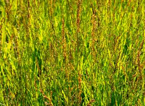 Bezkolenec modrý 'Heidezwerg' - Molinia caerulea 'Heidezwerg'