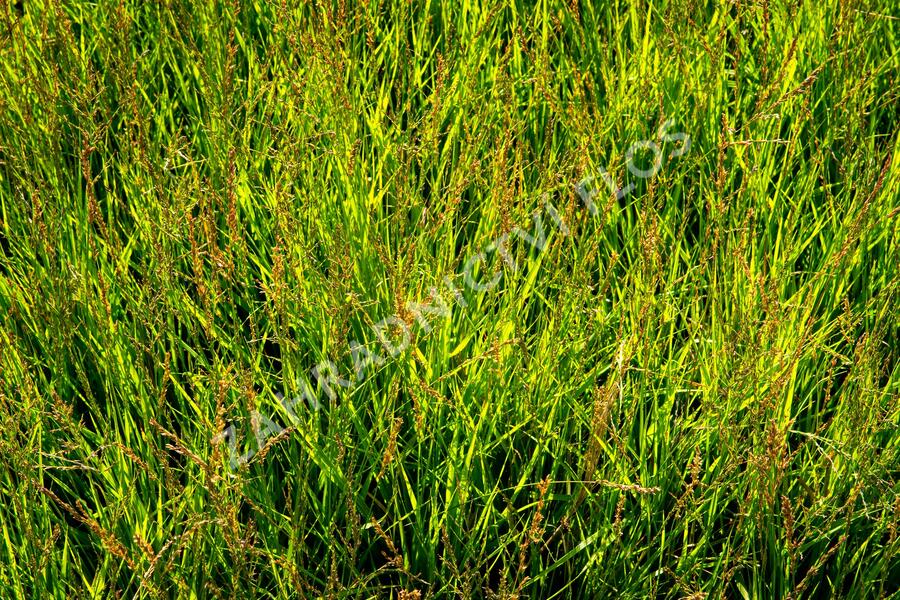 Bezkolenec modrý 'Heidezwerg' - Molinia caerulea 'Heidezwerg'