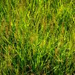 Bezkolenec modrý 'Heidezwerg' - Molinia caerulea 'Heidezwerg'