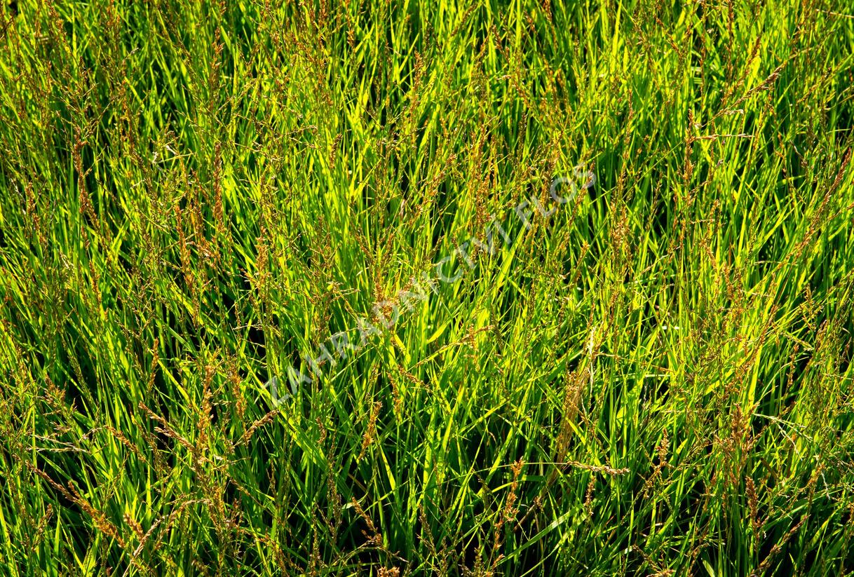 Bezkolenec modrý 'Heidezwerg' - Molinia caerulea 'Heidezwerg'
