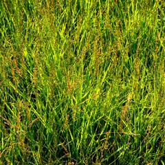 Bezkolenec modrý 'Heidezwerg' - Molinia caerulea 'Heidezwerg'