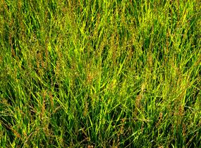 Bezkolenec modrý 'Heidezwerg' - Molinia caerulea 'Heidezwerg'