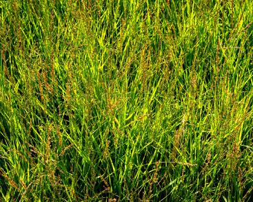 Bezkolenec modrý 'Heidezwerg'