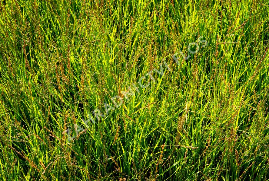 Bezkolenec modrý 'Heidezwerg' - Molinia caerulea 'Heidezwerg'
