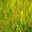 Bezkolenec modrý 'Heidezwerg' - Molinia caerulea 'Heidezwerg'