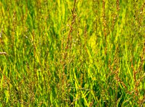 Bezkolenec modrý 'Heidezwerg' - Molinia caerulea 'Heidezwerg'