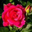 Růže pnoucí 'Santana' - Rosa PN 'Santana'