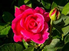 Růže pnoucí 'Santana' - Rosa PN 'Santana'