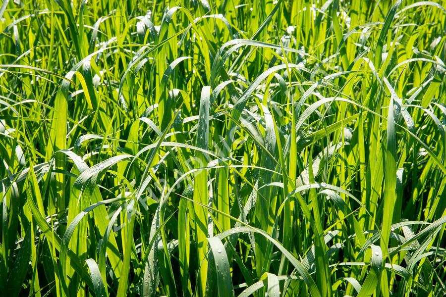 Proso prutnaté 'Dallas Blues' - Panicum virgatum 'Dallas Blues'